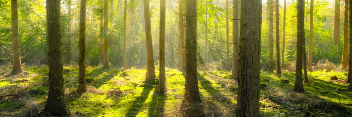 las w słońcu / bright light in a forest 